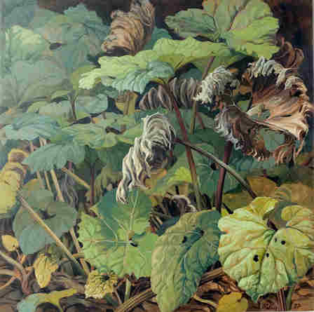 Pestwurz